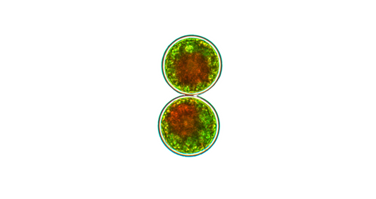 Vi Tảo lục (Haematococcus pluvialis, Flotou.)